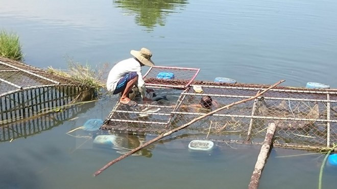 Vietnam impulsa aplicación de tecnologías modernas en la cría de animales acuáticos ảnh 1