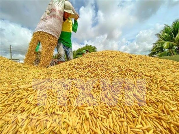 Proponen a países de ASEAN priorizar exportaciones de arroz intrabloque ảnh 1