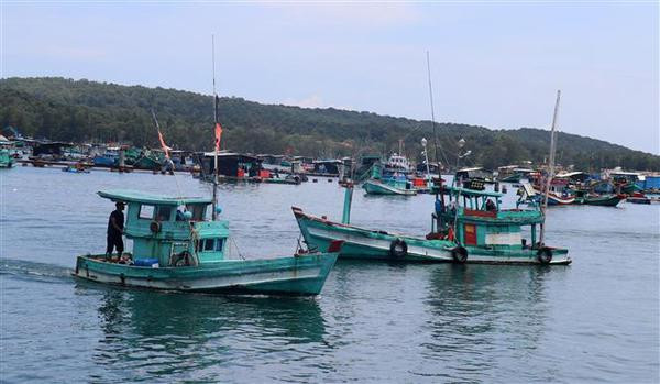 Cambio en la conciencia de pobladores de Quang Nam sobre la pesca sostenible ảnh 1 Cambio en la conciencia de pobladores de Quang Nam sobre la pesca sostenible ảnh 1
