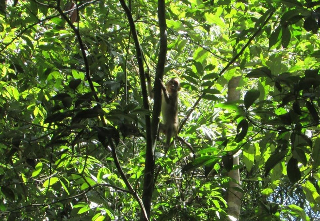 Liberan en Vietnam animales salvajes raros a bosque ảnh 1 Liberan en Vietnam animales salvajes raros a bosque ảnh 1