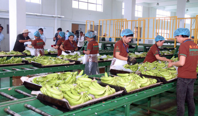 Camboya exporta más de 200 mil toneladas de bananas ảnh 1 Camboya exporta más de 200 mil toneladas de bananas ảnh 1