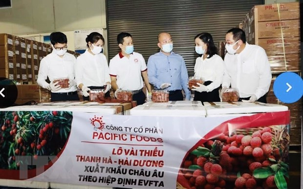 Vietnam exporta por primera vez lichi al mercado europeo bajo el EVFTA ảnh 1