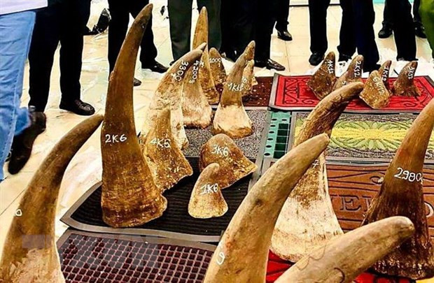 Vietnam entrega a Sudáfrica muestras de ADN de cuernos de rinoceronte ảnh 1 Vietnam entrega a Sudáfrica muestras de ADN de cuernos de rinoceronte ảnh 1