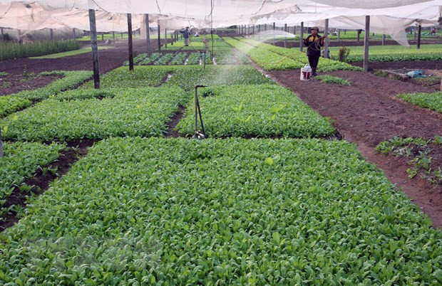 Hanoi desarrolla la industria de procesamiento de productos agrícolas ảnh 1