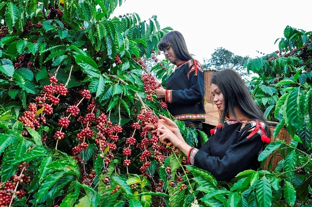 Industria de café vietnamita se adapta a regulación antideforestación de la UE ảnh 1
