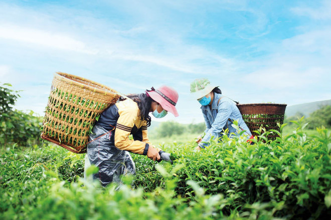 Vietnam promueve crédito verde para la agricultura ảnh 2 Vietnam promueve crédito verde para la agricultura ảnh 2