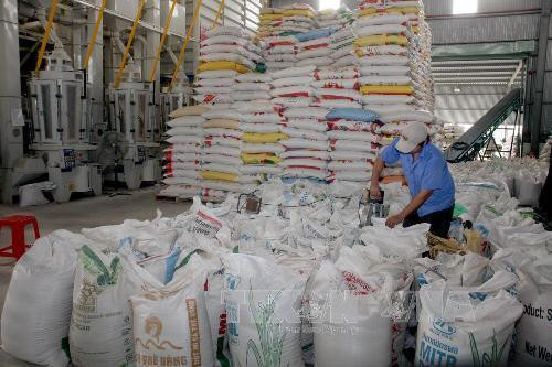 Vietnam se esfuerza por impulsar exportación de arroz y estabilizar el mercado interno ảnh 1