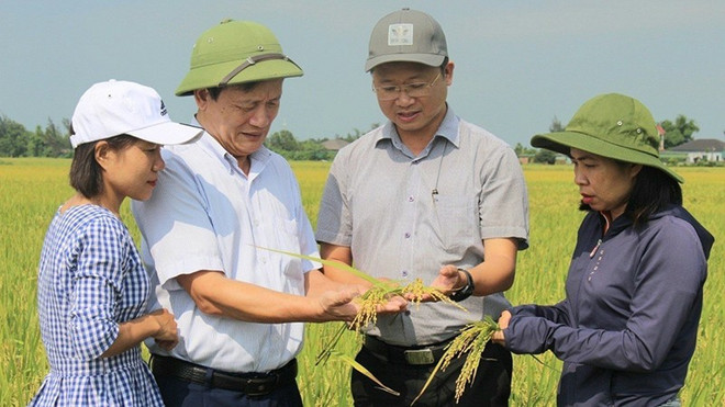 Vietnam se orienta hacia una agricultura orgánica ảnh 1