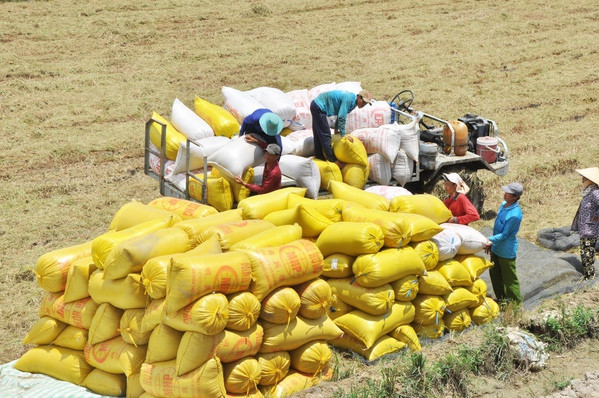 Vietnam busca garantizar equilibrio entre exportación y consumo de arroz ảnh 2 Vietnam busca garantizar equilibrio entre exportación y consumo de arroz ảnh 2