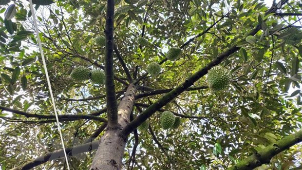 Ciudad vietnamita de Can Tho exportará durián a China en 2023 ảnh 1 Ciudad vietnamita de Can Tho exportará durián a China en 2023 ảnh 1