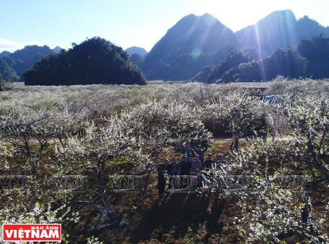 Meseta de Moc Chau en Vietnam: una opción atractiva para turistas ảnh 1 Meseta de Moc Chau en Vietnam: una opción atractiva para turistas ảnh 1