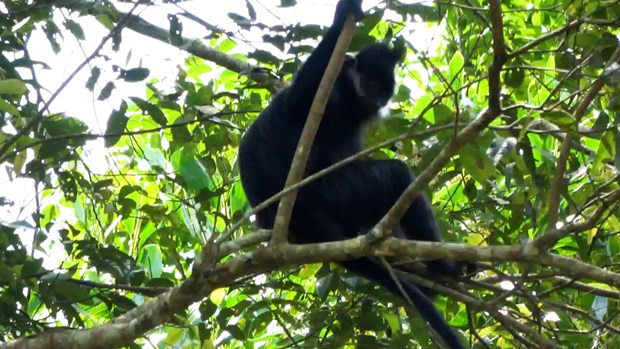 Descubren un raro langur de mejillas blancas en la Reserva Natural en Bac Kan ảnh 1 Descubren un raro langur de mejillas blancas en la Reserva Natural en Bac Kan ảnh 1