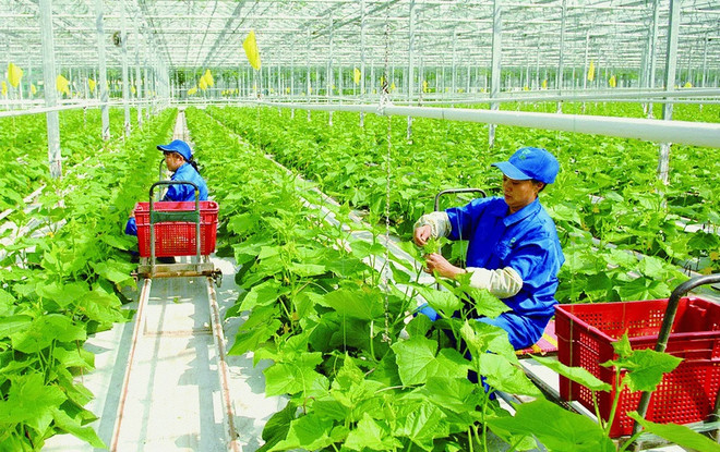  Hanoi aprueba resolución sobre políticas para desarrollo agrícola y rural ảnh 2