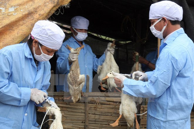 Sacrifican cerca de mil aves de corrales con gripe aviar A/H5N6 ảnh 1 Sacrifican cerca de mil aves de corrales con gripe aviar A/H5N6 ảnh 1