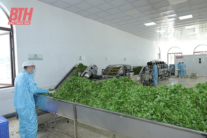 Thanh Hoa intensifica aplicación de ciencia y tecnología en producción agrícola ảnh 1 Thanh Hoa intensifica aplicación de ciencia y tecnología en producción agrícola ảnh 1