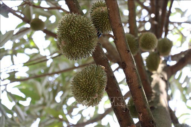 Binh Phuoc busca soluciones para el cultivo sostenible de durián ảnh 1 Binh Phuoc busca soluciones para el cultivo sostenible de durián ảnh 1