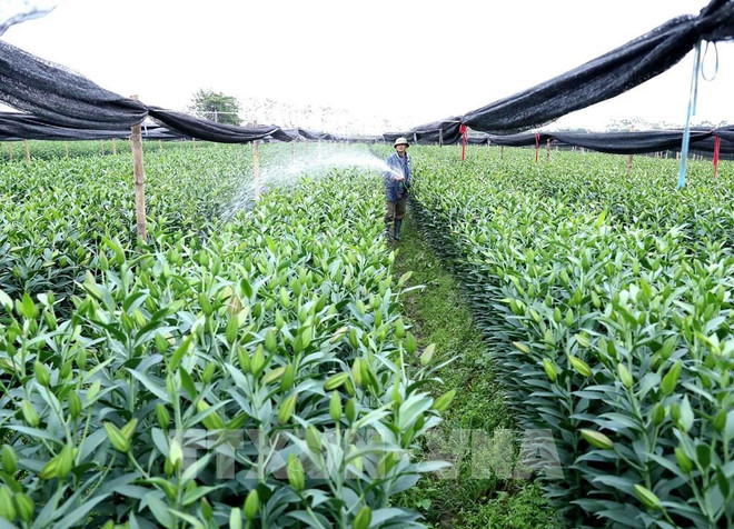 Hanoi impulsa la reestructuración del sector agrícola ảnh 2 Hanoi impulsa la reestructuración del sector agrícola ảnh 2