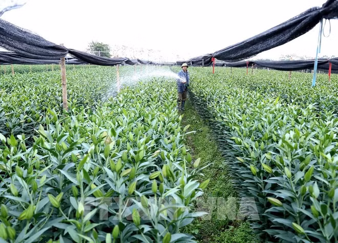 Hanoi impulsa la reestructuración del sector agrícola ảnh 2