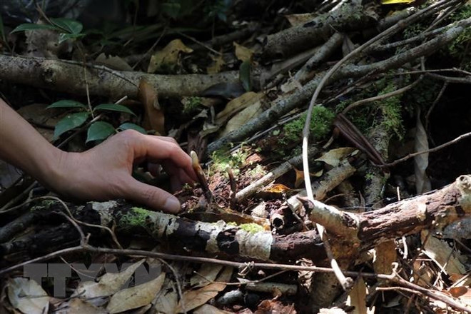 Necesita Vietnam explotar ventajas de ecoturismo de bosque ảnh 1 Necesita Vietnam explotar ventajas de ecoturismo de bosque ảnh 1