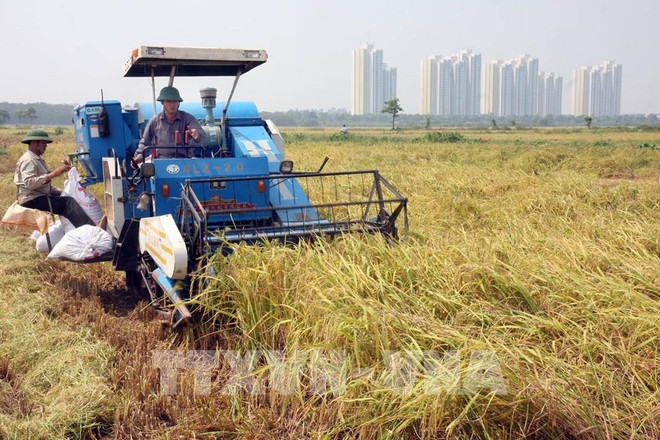 Hanoi impulsa la reestructuración del sector agrícola ảnh 1 Hanoi impulsa la reestructuración del sector agrícola ảnh 1