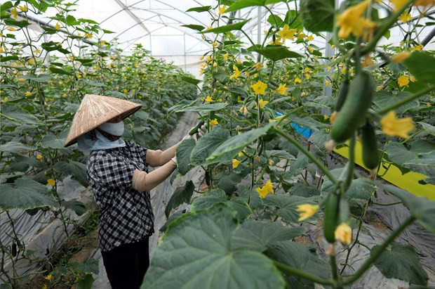 Provincia de Bac Giang amplía los modelos de seguridad alimentaria ảnh 1 Provincia de Bac Giang amplía los modelos de seguridad alimentaria ảnh 1
