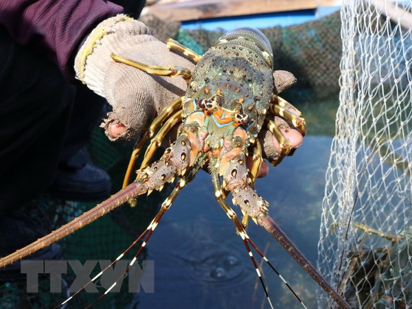 Empresas vietnamitas con dificultades para exportar productos acuícolas a la UE ảnh 1 Empresas vietnamitas con dificultades para exportar productos acuícolas a la UE ảnh 1