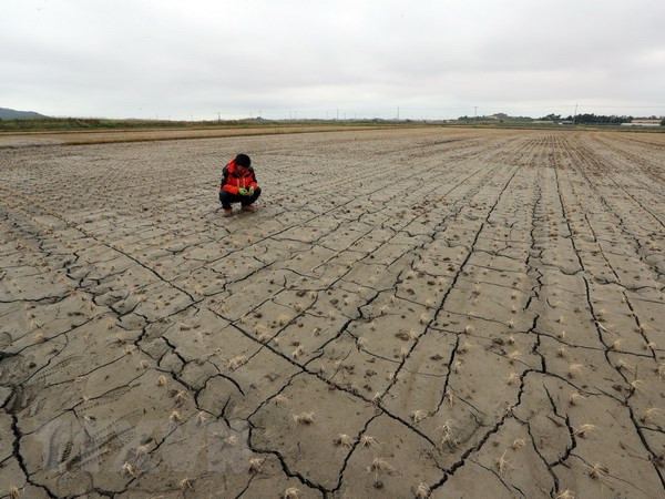 Vietnam responde al Día Mundial de Lucha contra la Desertificación y la Sequía ảnh 1