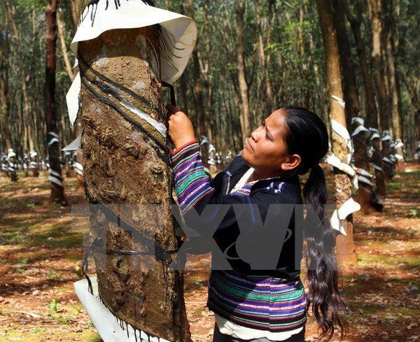 Industria cauchera de Vietnam hacia desarrollo sostenible ảnh 1 Industria cauchera de Vietnam hacia desarrollo sostenible ảnh 1