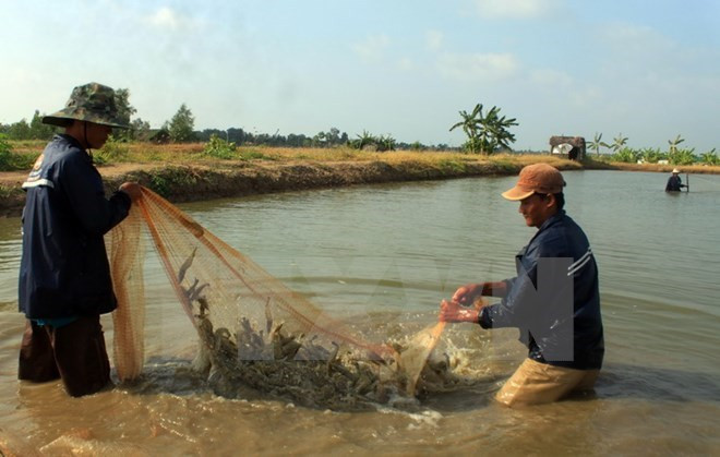 Provincia vietnamita se esfuerza por desarrollo sostenible de industria camaronera ảnh 1 Provincia vietnamita se esfuerza por desarrollo sostenible de industria camaronera ảnh 1