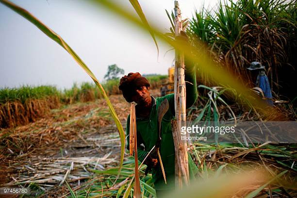 Tailandia incrementa producción de azúcar en cosecha 2016-2017 ảnh 1 Tailandia incrementa producción de azúcar en cosecha 2016-2017 ảnh 1