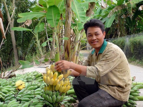 Can Tho busca exportar plátanos a Sudcorea ảnh 1 Can Tho busca exportar plátanos a Sudcorea ảnh 1