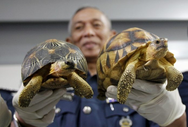 Malasia: Decomisan centenares de tortugas de contrabando de Madagascar ảnh 1 Malasia: Decomisan centenares de tortugas de contrabando de Madagascar ảnh 1