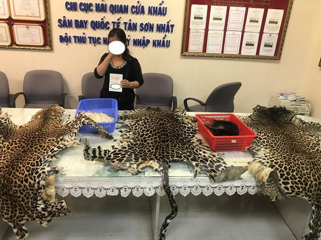 Detectan tráfico de colmillos de elefantes en Ciudad Ho Chi Minh ảnh 1 Detectan tráfico de colmillos de elefantes en Ciudad Ho Chi Minh ảnh 1