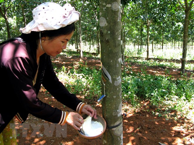 Producción de caucho natural de Malasia disminuye 22 por ciento en septiembre ảnh 1 Producción de caucho natural de Malasia disminuye 22 por ciento en septiembre ảnh 1