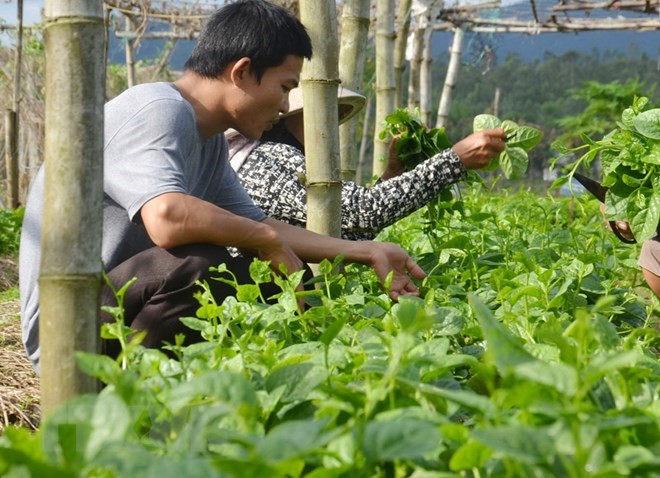 Ciudad vietnamita de Can Tho coopera con Países Bajos en desarrollo sostenible de agricultura ảnh 1