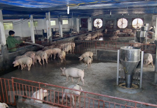 Inauguran fábrica de pienso en provincia norvietnamita de Ha Nam ảnh 1 Inauguran fábrica de pienso en provincia norvietnamita de Ha Nam ảnh 1