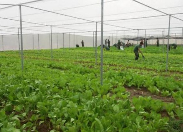 Provincia vietnamita de Phu Tho impulsa aplicación de tecnología moderna en agricultura ảnh 2 Provincia vietnamita de Phu Tho impulsa aplicación de tecnología moderna en agricultura ảnh 2