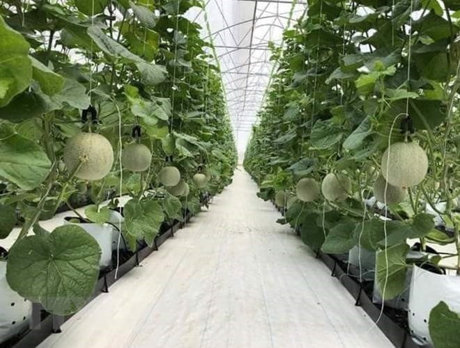 Israel comparte con Hanoi experiencias en agricultura de alta tecnología ảnh 1 Israel comparte con Hanoi experiencias en agricultura de alta tecnología ảnh 1