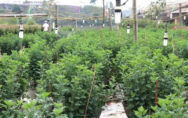 Aldea vietnamita ocupada preparando las flores para Año Nuevo Lunar ảnh 1 Aldea vietnamita ocupada preparando las flores para Año Nuevo Lunar ảnh 1