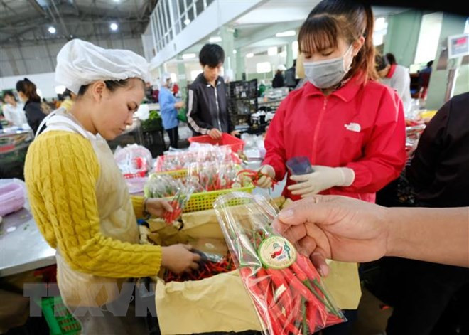 Vietnam por impulsar el desarrollo de la agricultura orgánica ảnh 1