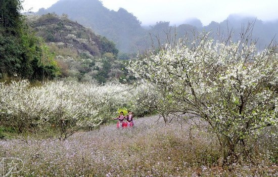 Meseta Moc Chau de Vietnam atrae a turistas por homestay únicos ảnh 1 Meseta Moc Chau de Vietnam atrae a turistas por homestay únicos ảnh 1