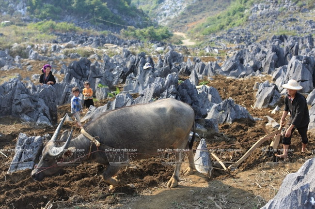 Meseta rocosa Tua Chua: belleza representativa de Dien Bien ảnh 5