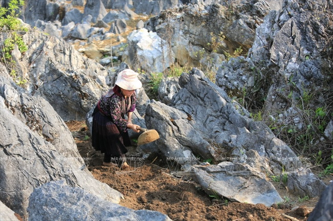 Meseta rocosa Tua Chua: belleza representativa de Dien Bien ảnh 6
