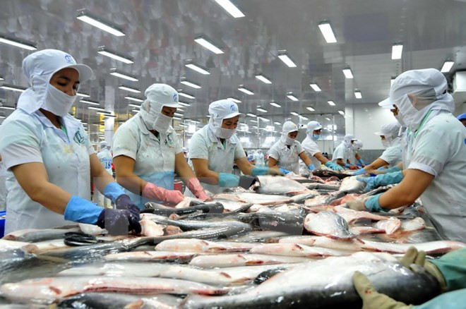 Vietnam alcanza monto millonario por exportaciones de pescado Tra ảnh 1 Vietnam alcanza monto millonario por exportaciones de pescado Tra ảnh 1