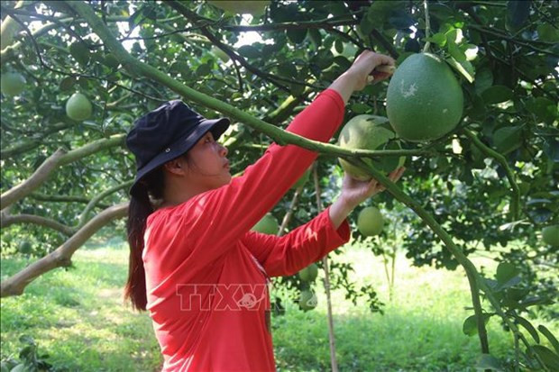 Pomelo fresco de Ba Ria - Vung Tau se exportará a mercado estadounidense ảnh 2 Pomelo fresco de Ba Ria - Vung Tau se exportará a mercado estadounidense ảnh 2