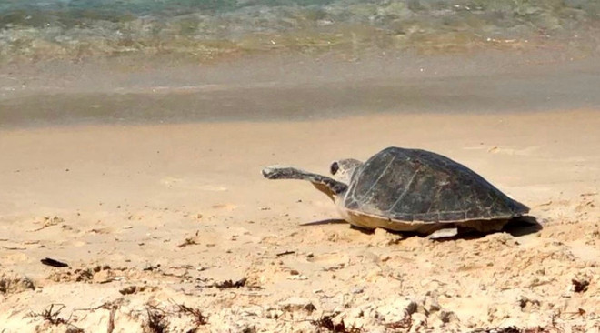  Liberan en hábitat marítimo de Vietnam a especie de tortuga marina rara ảnh 1