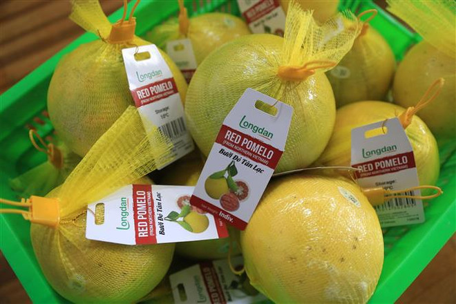 Provincia vietnamita envía primer lote de pomelo rojo a Reino Unido ảnh 1 Provincia vietnamita envía primer lote de pomelo rojo a Reino Unido ảnh 1