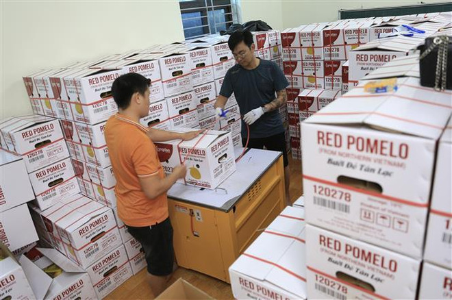Provincia vietnamita envía primer lote de pomelo rojo a Reino Unido ảnh 2 Provincia vietnamita envía primer lote de pomelo rojo a Reino Unido ảnh 2