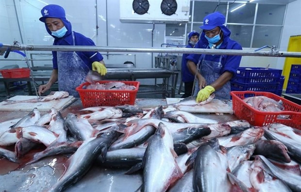 China sigue siendo mayor importador de pangasius vietnamita en 2022 ảnh 1 China sigue siendo mayor importador de pangasius vietnamita en 2022 ảnh 1