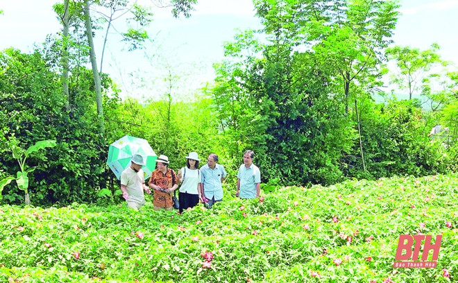 Provincia vietnamita de Thanh Hoa busca desarrollar productos agrícolas ảnh 1 Provincia vietnamita de Thanh Hoa busca desarrollar productos agrícolas ảnh 1